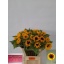 product/img.floraplaza.nl/126894-80-LIVE_fotos-0x8C7CAAD4BC8AC9900998900CE524C69F74208B10.jpg