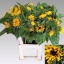 product/img.floraplaza.nl/126894-80-LIVE_fotos-0x8F45B149FB283F2CCA93A91CBA481E2A2CE7AA71.jpg