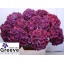 product/img.floraplaza.nl/126945-80-LIVE_fotos-0x4CF6284CBA219FB8A7E29F94468CA874905316C9.jpg