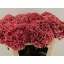 product/img.floraplaza.nl/126945-80-LIVE_fotos-0xAC6DE722158277B2870684A96B0F733BCF07D7EE.jpg