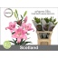 product/img.floraplaza.nl/126976-90-LIVE_fotos-0xEDFC773460B14D579DB9FC3C69D98007122463CF.jpg