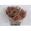product/img.floraplaza.nl/126991-80-LIVE_fotos-0x829C348D31FDD4A32ABCE96C99080B298D4F99BA.jpg