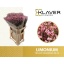product/img.floraplaza.nl/126991-80-LIVE_fotos-0xB2EE1827B33484DA3F67D38FA23FB4D7A95CE31A.jpg
