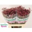 product/img.floraplaza.nl/126991-80-LIVE_fotos-0xCDC69D17A8F8FF4A1DF605E0EBD0AB5A3264D18F.jpg