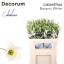 product/img.floraplaza.nl/127019-70-LIVE_fotos-0xDEED9C86E2CFC65ACFCDE0F1ACE89C7580768B48.jpg