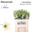 product/img.floraplaza.nl/127019-70-LIVE_fotos-0xE3BD1151B566CCBE45141B87D76C189633B4EEE3.jpg