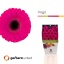 product/img.floraplaza.nl/127046-50-LIVE_fotos-0x391A28EBBFEEBF7507833D4290D2ED8AFF6B766D.jpg