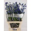 product/img.floraplaza.nl/127047-80-LIVE_fotos-0xEE5A0404AD7F91F17FA5902DC3552EE7E6ABAAEA.jpg