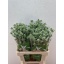 product/img.floraplaza.nl/127095-60-LIVE_fotos-0xBF89C7E13C1040C867778B578C79D7CE62C62EBA.jpg