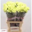 product/img.floraplaza.nl/127124-LIVE_fotos-0x9F6A035D31831A0A5CF1D7F5E2ACB819162A0E33.jpg