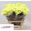 product/img.floraplaza.nl/127124-LIVE_fotos-0xDC71C13D693D54402FD2FE35C8F5E7E9932029E8.jpg
