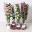product/img.floraplaza.nl/127139-12-LIVE_fotos-0xDD52C0BA16A4777CC2BB741F7EC6C06B342D8D9F.jpg