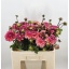 product/img.floraplaza.nl/127179-55-LIVE_fotos-0xAD620F9553BF3FC63B06812377578C8D3AC6A54B.jpg