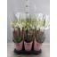 product/img.floraplaza.nl/127193-LIVE_fotos-0xAE1389841017E49214E7DE1554BD774B7385DF8B.jpg