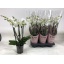 product/img.floraplaza.nl/127193-LIVE_fotos-0xE628A9F0B626A9E84E5AF95EA0C8C2F8B7B50E93.jpg