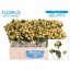 product/img.floraplaza.nl/127215-50-LIVE_fotos-0x83042380937947D510399DD2ABEB0CF8BF30AC03.jpg