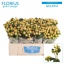 product/img.floraplaza.nl/127215-50-LIVE_fotos-0xB49DE6E4E2EDD5FBBB636B3A963183602336383F.jpg