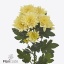 product/img.floraplaza.nl/127235-70-ART_Fotos-VBN-vbn127235.jpg
