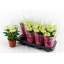 product/img.floraplaza.nl/127239-13-LIVE_fotos-0xBEF6352CFF95B4941BF76EA348031CAD6DA5B349.jpg