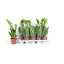 product/img.floraplaza.nl/12726-12-LIVE_fotos-0x9842A578D63447BF1A4BF1C81B48232768714E61.jpg