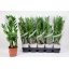 product/img.floraplaza.nl/12726-12-LIVE_fotos-0xDBF1DE554B55BBDD0E808A3567B7F4F632E57C4A.jpg