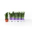 product/img.floraplaza.nl/12726-12-LIVE_fotos-0xE6B1D2640122DE8C0C9E23A3BDFAE0728EFFDB58.jpg