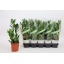 product/img.floraplaza.nl/12726-12-LIVE_fotos-0xF986C5BB30EC53F077436ECA5F94B6C2A39B8E96.jpg