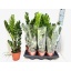 product/img.floraplaza.nl/12726-14-LIVE_fotos-0xB50A78B17D4C8C182E58D797C74090A38B1B838D.jpg