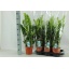 product/img.floraplaza.nl/12726-17-LIVE_fotos-0xB5E32CE4ED27F5A38D32648CC80E48BAF5327D16.jpg