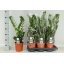 product/img.floraplaza.nl/12726-17-LIVE_fotos-0xBE9246F0381D65706D0FDC0FEECA1981153D584D.jpg