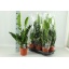 product/img.floraplaza.nl/12726-17-LIVE_fotos-0xF0477A8C4F5AA08AD3B7B57E8DE8A8345C287403.jpg