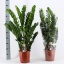 product/img.floraplaza.nl/12726-21-LIVE_fotos-0x7897A33BCF206A9FA25FBAB1E075FF85C0E32952.jpg