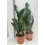 product/img.floraplaza.nl/12726-27-LIVE_fotos-0x8A7D6AE85832E26F6833187447D4DEA55BC8AA42.jpg