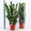 product/img.floraplaza.nl/12726-27-LIVE_fotos-0xF090ECB486FE8C026FFB2A5704C8CAEE03274F0F.jpg product/img.floraplaza.nl/12726-27-LIVE_fotos-0xF090ECB486FE8C026FFB2A5704C8CAEE03274F0F.jpg