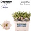 product/img.floraplaza.nl/127260-70-LIVE_fotos-0xF12BC1F9062624A127D59183F60A5CD808A4D5A3.jpg
