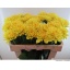 product/img.floraplaza.nl/127285-55-LIVE_fotos-0x35DB5F8F781B96448424A2276B4E0DFC5ABB1EAB.jpg