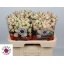 product/img.floraplaza.nl/127301-60-LIVE_fotos-0x26C518FC2ECC9E67D4248A4832F1CA970275C0A0.jpg