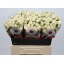 product/img.floraplaza.nl/127301-60-LIVE_fotos-0x60AA8DEAEA3D6BD629F1FE54754A4BF72B780925.jpg