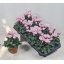 product/img.floraplaza.nl/127303-510-LIVE_fotos-0x4E1CA252ED932D4B900F54A70F77BCA2F480B3AE.jpg