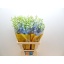 product/img.floraplaza.nl/127311-70-LIVE_fotos-0x626F722D73AC81B3A9BD1761B2A19793E10473D5.jpg