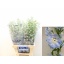 product/img.floraplaza.nl/127311-70-LIVE_fotos-0xF05A88CBB68ACD0B0ACBE1F83A3605F8ED5529B8.jpg