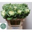 product/img.floraplaza.nl/127332-60-LIVE_fotos-0x73B904BE2C8A50603B9A55340CEB94A3004FCB8E.jpg