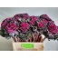 product/img.floraplaza.nl/127334-60-LIVE_fotos-0x412A81A8D2BE80276001E0C9AF2C0448B2372335.jpg