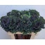 product/img.floraplaza.nl/127334-60-LIVE_fotos-0xFE8A1AB9AAA676BFBA5DEF5CE6E94B5098EB7191.jpg