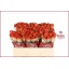 product/img.floraplaza.nl/127397-60-LIVE_fotos-0xF7BB4B9D86987919DD3F88DD0864A1A65419A378.jpg