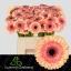 product/img.floraplaza.nl/127434-50-LIVE_fotos-0x02CDCE3E11959CD3120763238D2A59333ED9A2A8.jpg