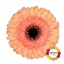product/img.floraplaza.nl/127434-50-LIVE_fotos-0x62A645DD6FDA8F32A2358E4EAFDC992EC69B769F.jpg