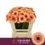 product/img.floraplaza.nl/127434-50-LIVE_fotos-0x6BABD7911EB4ACCB39DE9D682701F54C7338359B.jpg