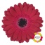 product/img.floraplaza.nl/127436-50-LIVE_fotos-0x3A2F6646B0ADF8DFE8181234D76DD34DE528ED25.jpg