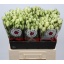product/img.floraplaza.nl/127440-60-LIVE_fotos-0x1C9CAE2A8494ADD85F261DC29DC3F5042DE832E3.jpg